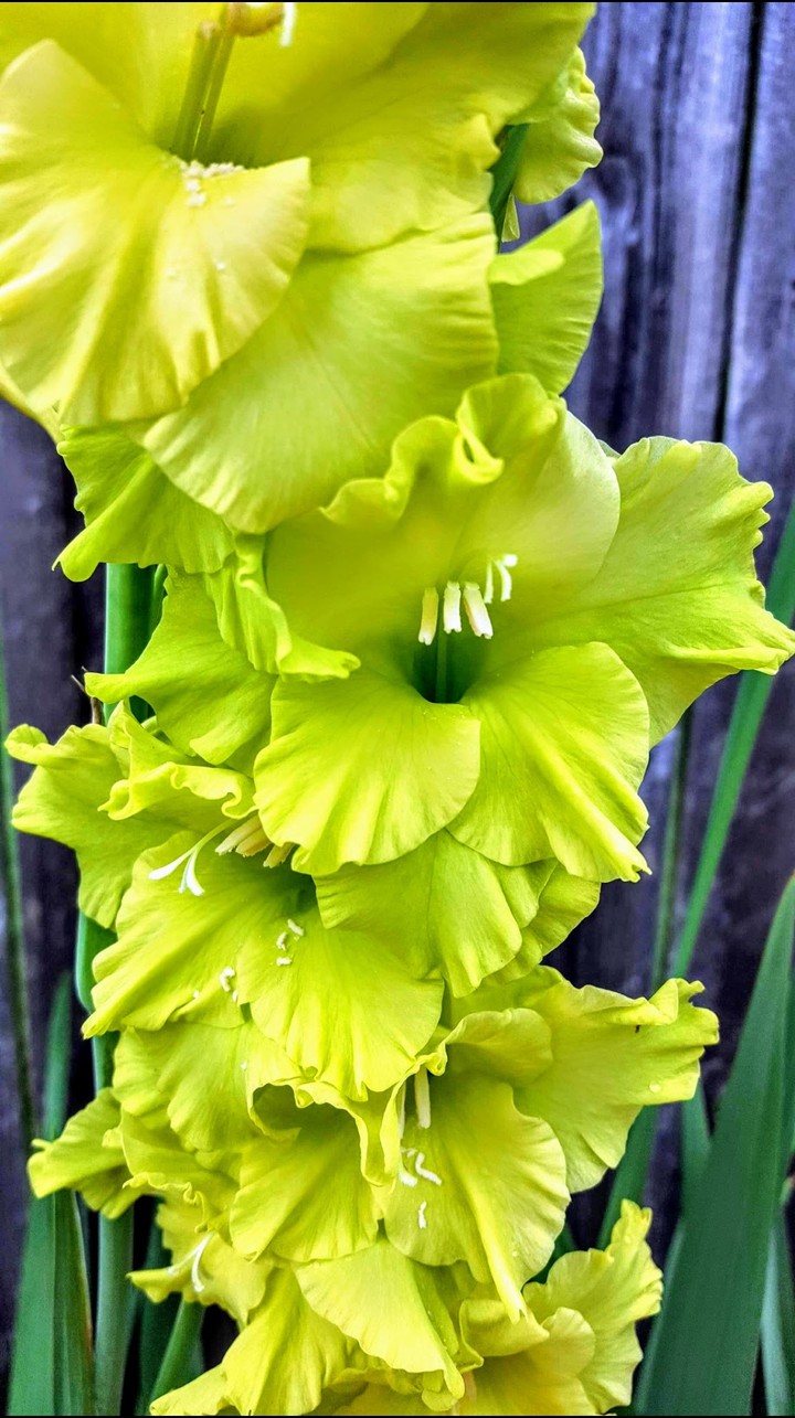 Giddy Gladiolus