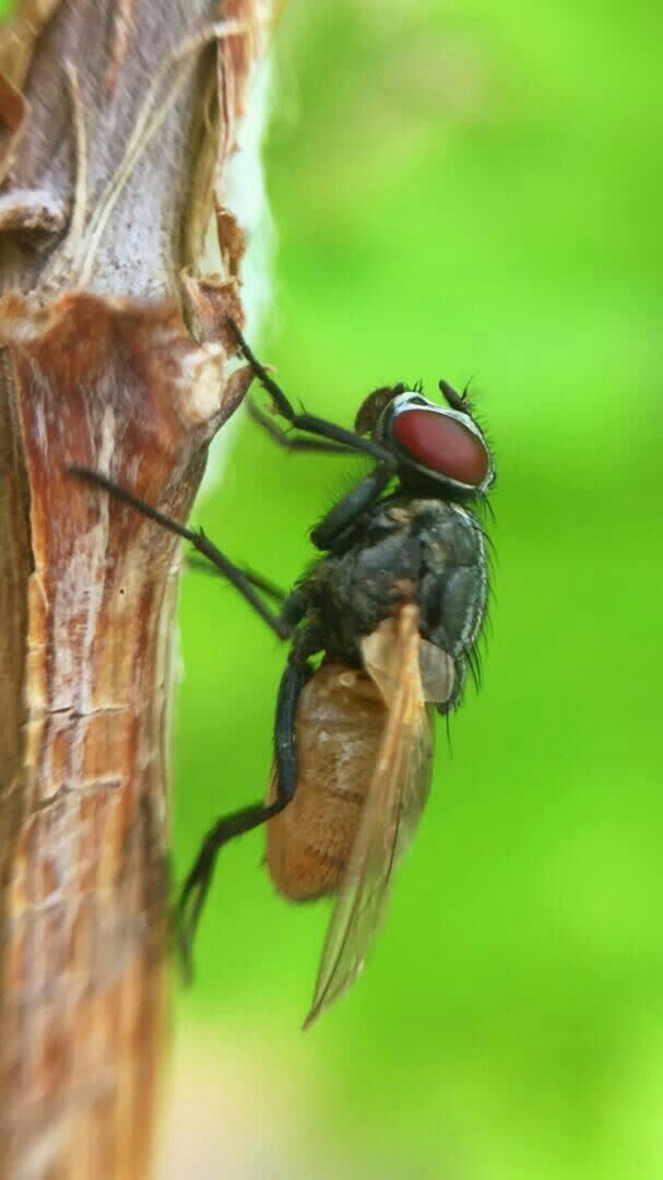 fly