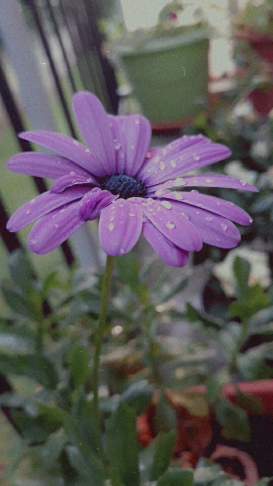 fleure