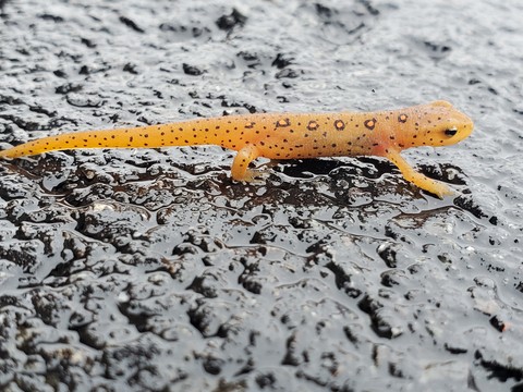 обои closeup, salamander