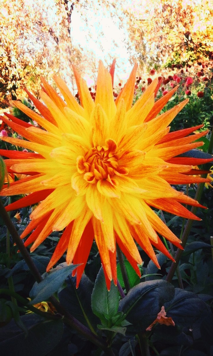 Dahlie