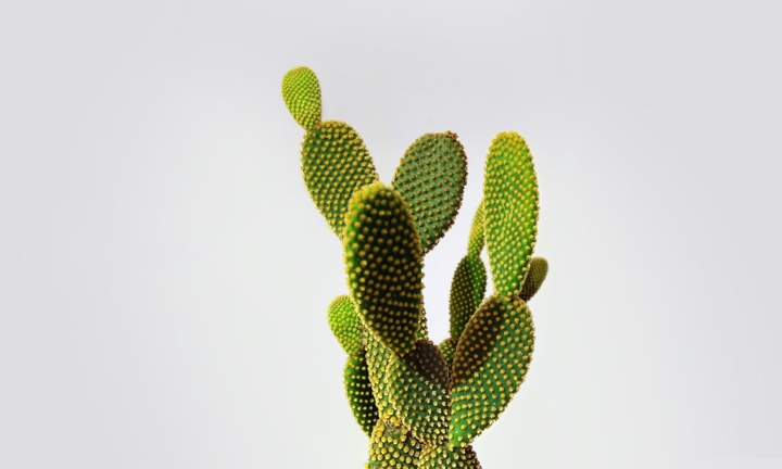 Cactuses