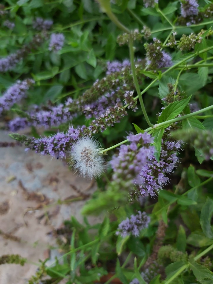 Dandelion flower