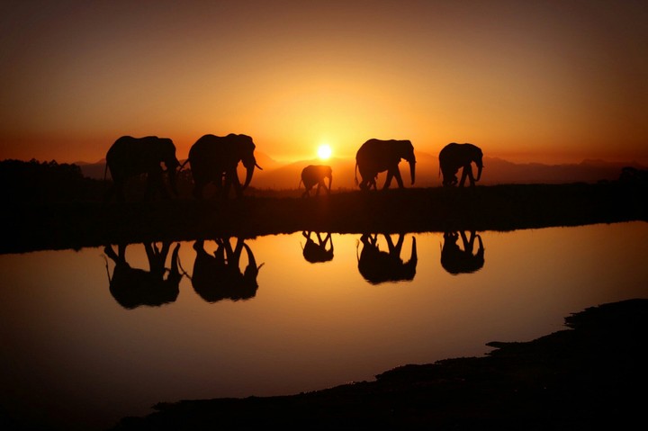 Animals