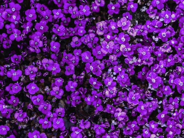 purple flowers