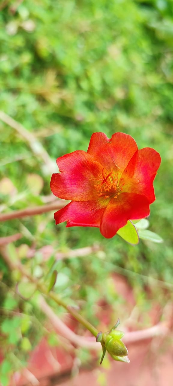Red flower