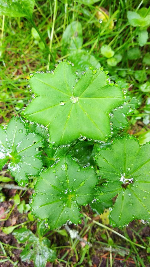 Rain's lace