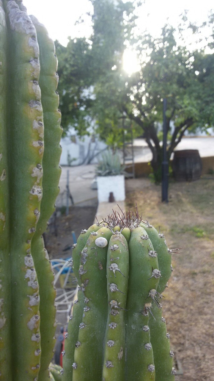 Two cactus