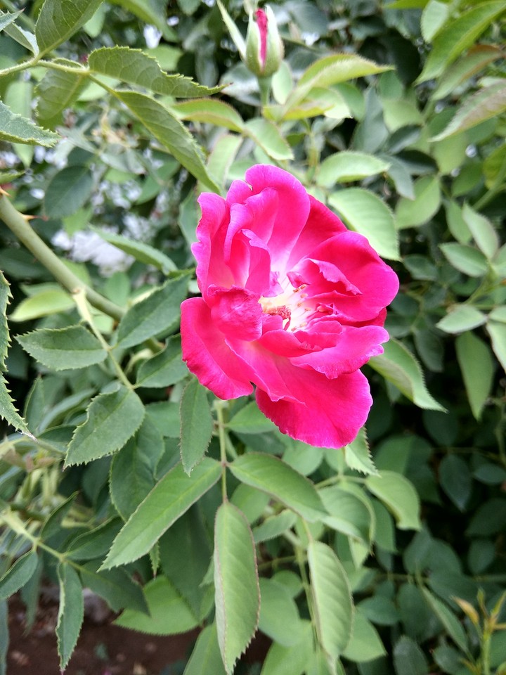 Beautiful Rose...