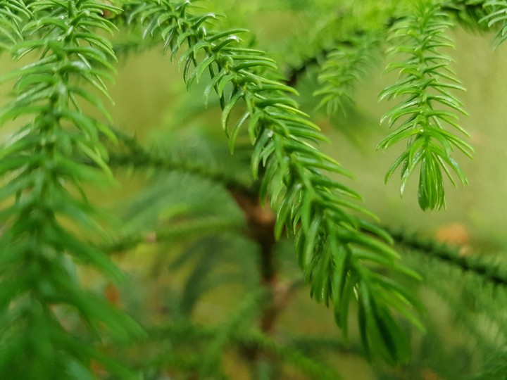 Green Leaf