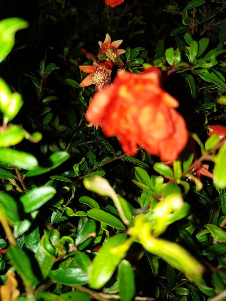 Little pomegranate's flowers