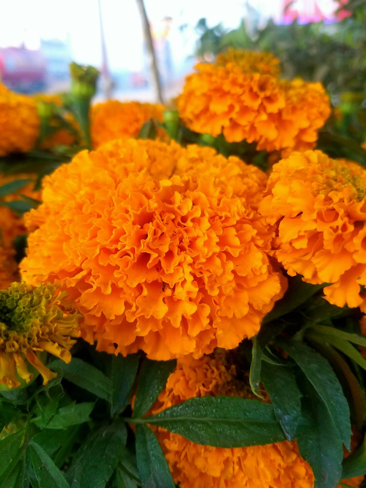 orange