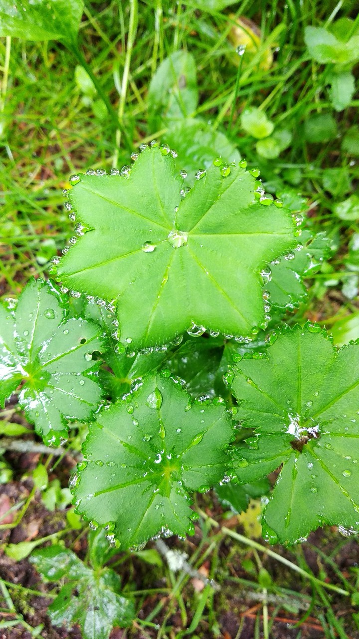 Rain's lace