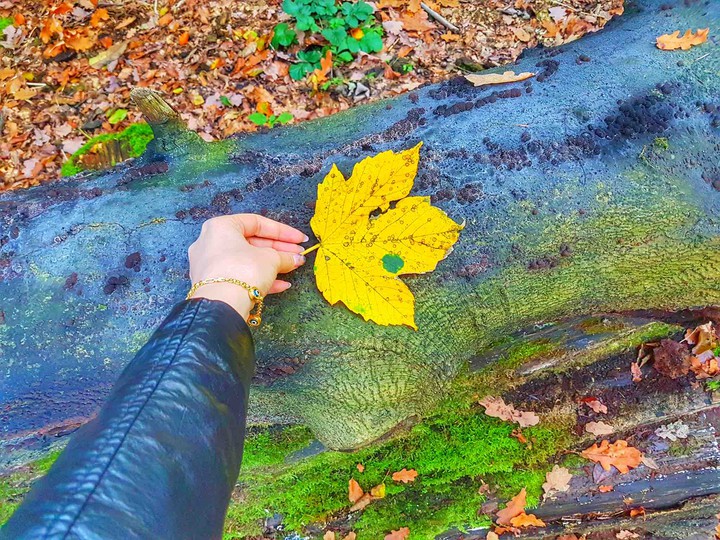 autumn