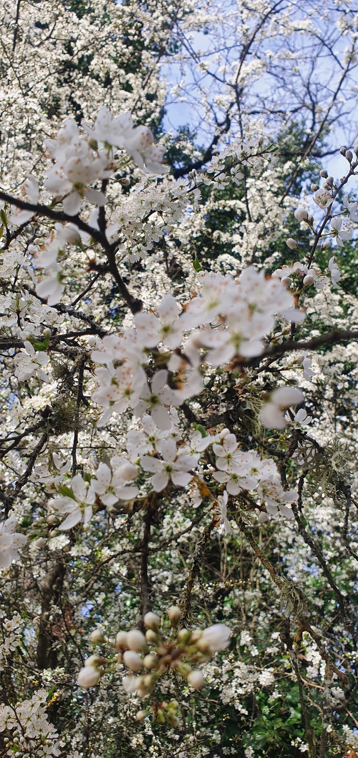 Eveil de la nature