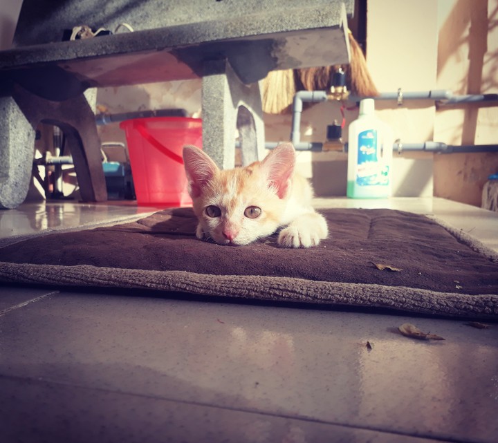 Little kitten