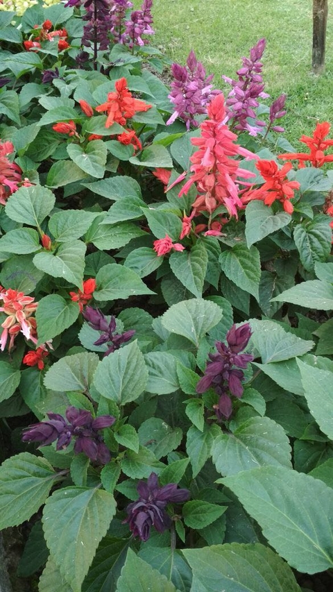 sfondi subshrub, herb
