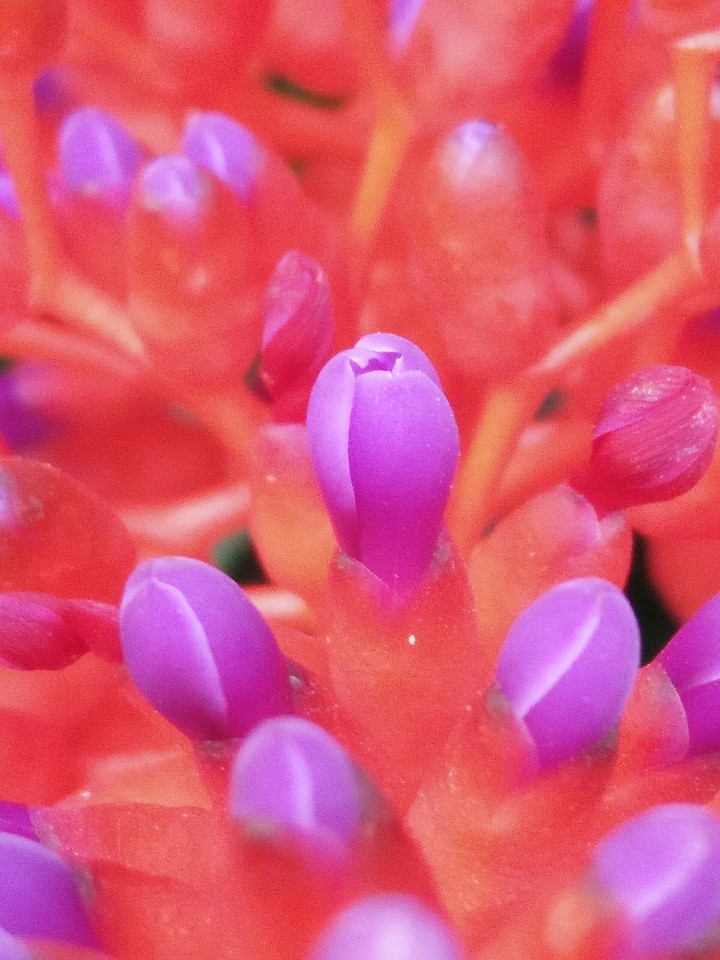Lovely Color