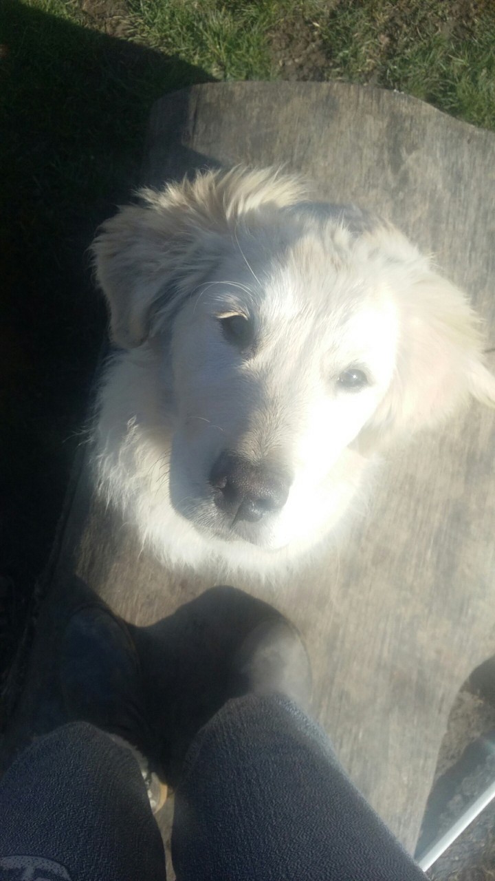my dog Maya