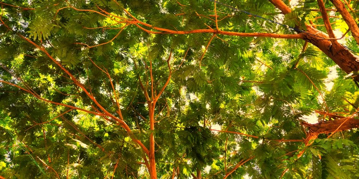 tree