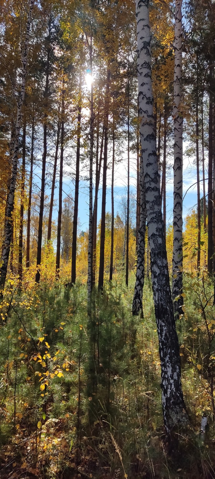 Осенний лес Аutumn forest