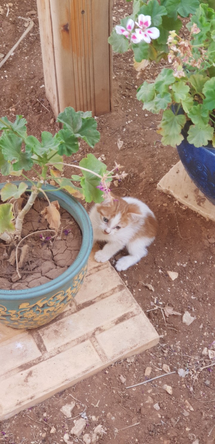 Cats3