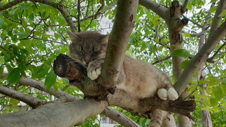 cat