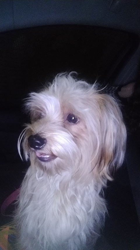 Mel, dog da Giselle