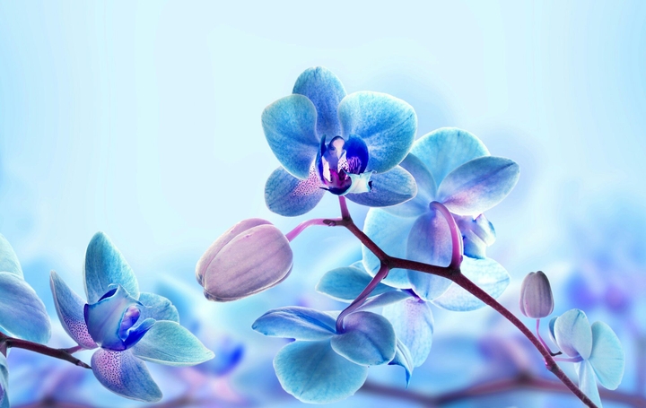 blue flowers