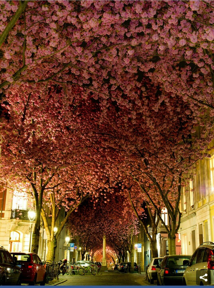 beautiful street attraction