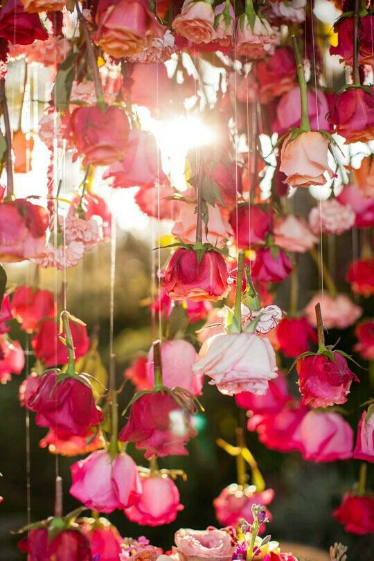 #Pink Roses❤