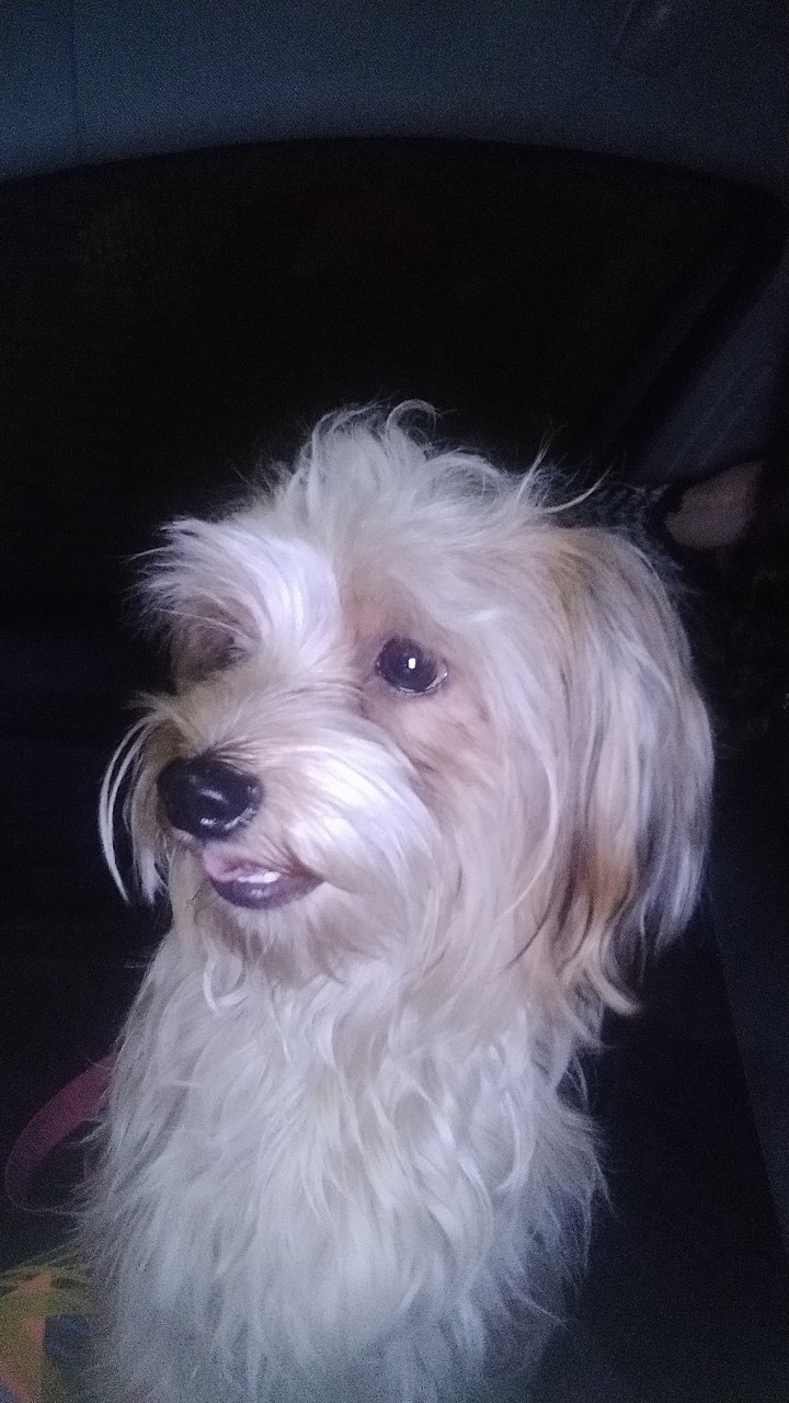 Mel, dog da Giselle