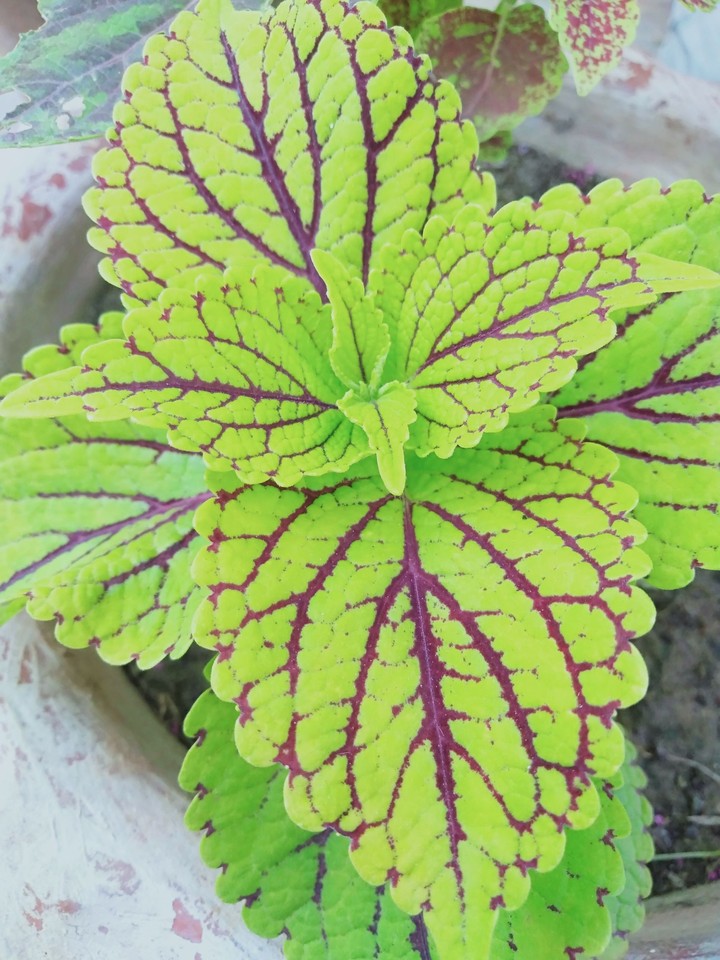 plant