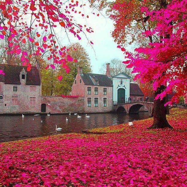 rosa 