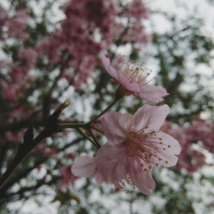 cerejeira