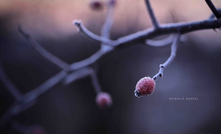 Frost