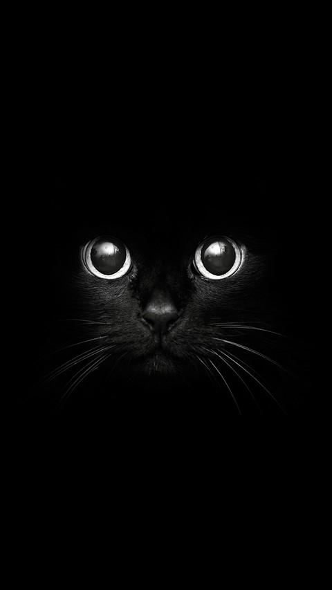 cat in black