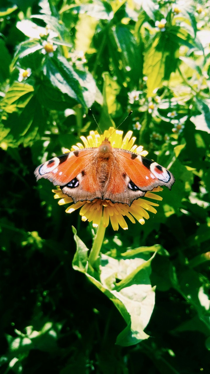 butterfly