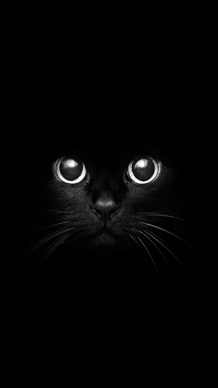 cat in black