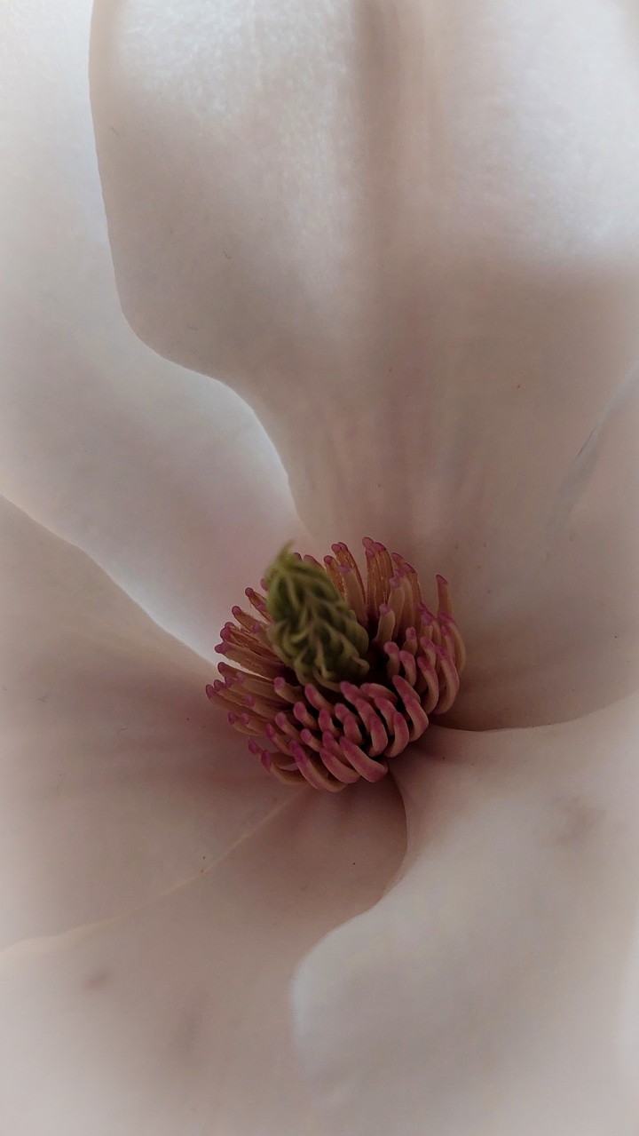 magnolienblüte