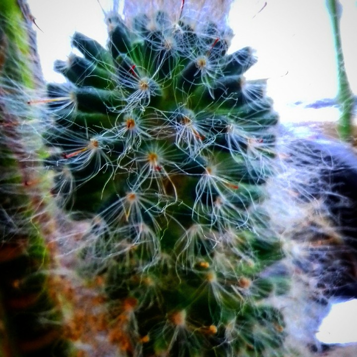 Prickly but beautiful cactus