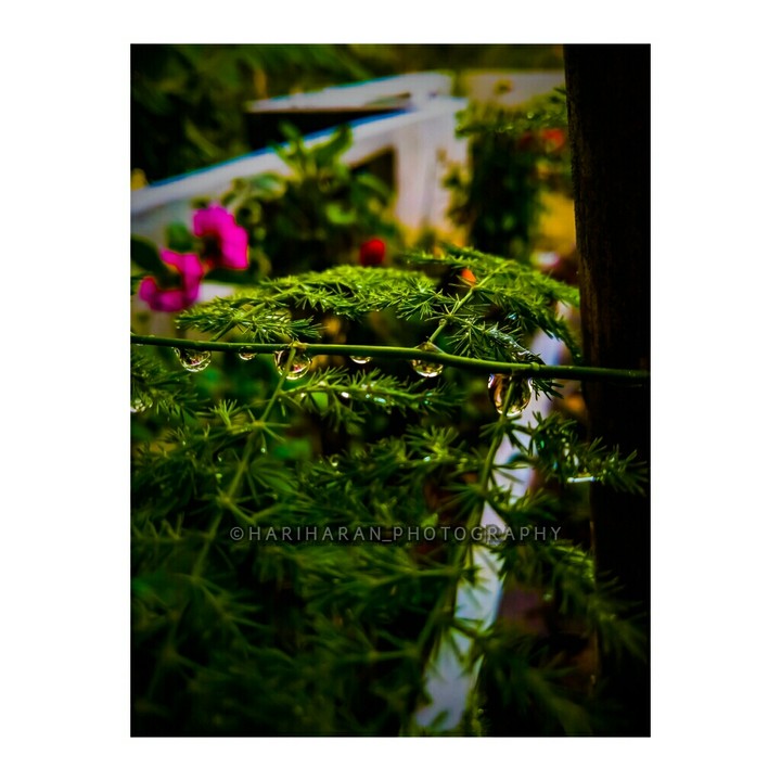 ||| •Drops On Ferns• |||