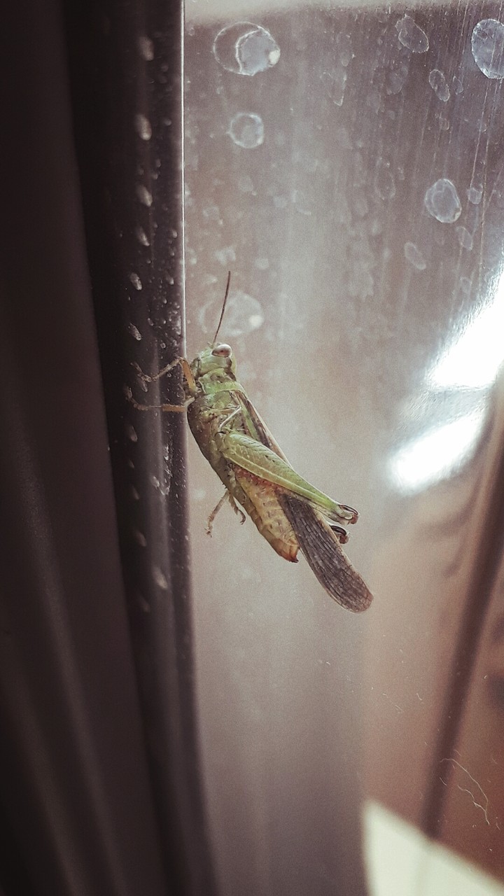 When the insects tend to show their beauty