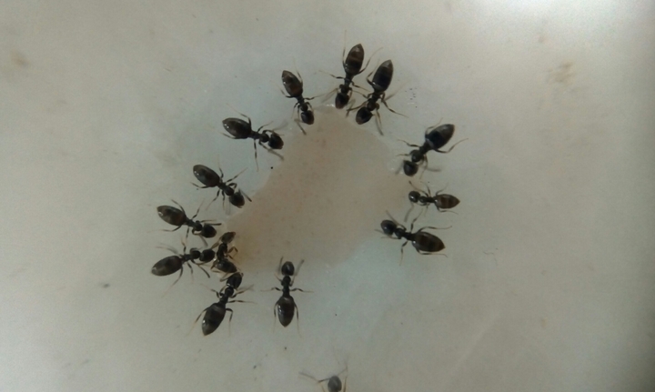 Ants