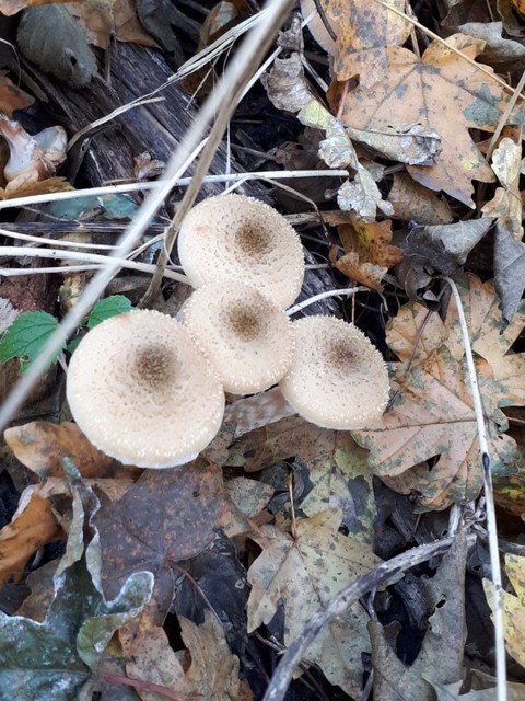 fungus, mushroom壁紙