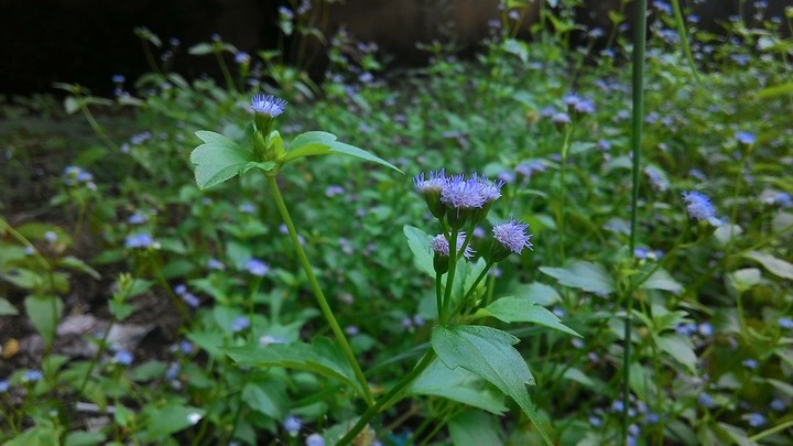 Wild Flower