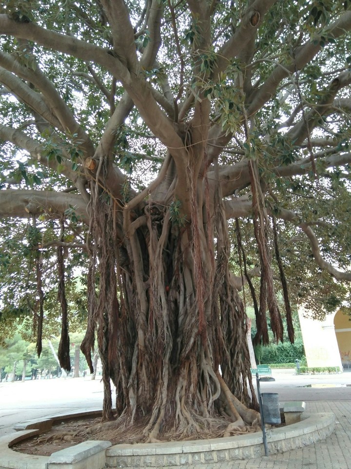 Nature