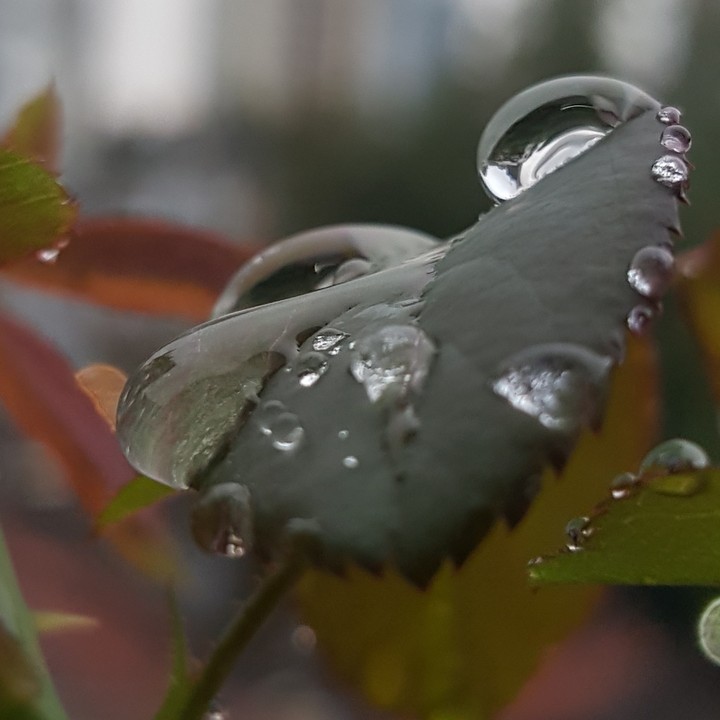 Wet
