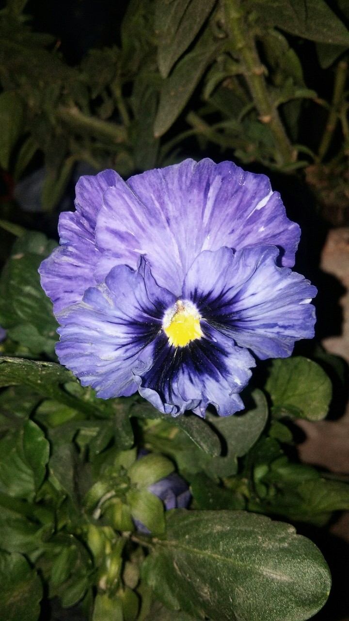 simple Garden