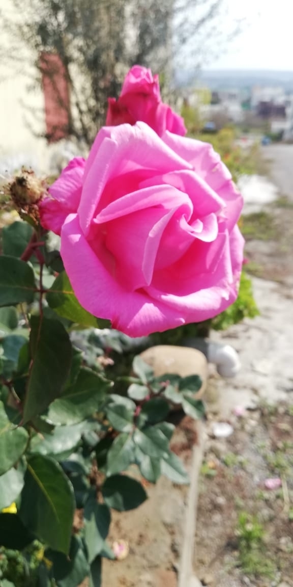 Nature